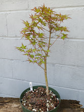 Load image into Gallery viewer, Japanese Maple pre-bonsai in 8&#39; bulb pan
