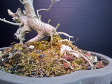Load image into Gallery viewer, Privet Bonsai- exact tree
