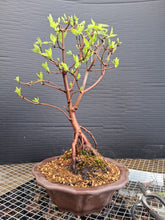 Load image into Gallery viewer, Amur Flame Maple- exact tree
