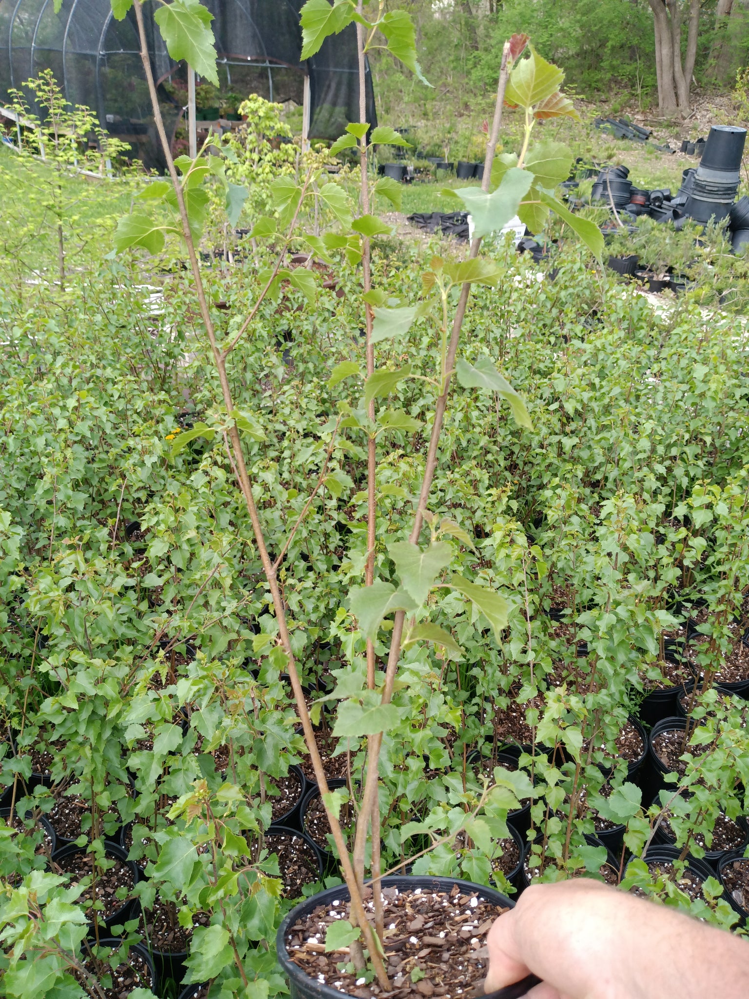 birch bonsai tree for sale European white birch tree – Lucky Bonsai