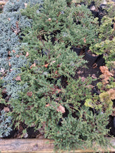 Load image into Gallery viewer, Shimpaku juniper pre-bonsai 1 gallon
