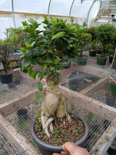 Load image into Gallery viewer, Large Ginseng Ficus in plastic bonsai pot
