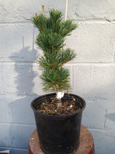 Load image into Gallery viewer, Baldwin Japanese White Pine
