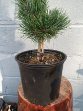 Load image into Gallery viewer, &#39;Gimborne&#39;s Ideal&#39; Japanese White Pine
