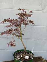 Load image into Gallery viewer, Japanese Maple pre-bonsai in 8&#39; bulb pan
