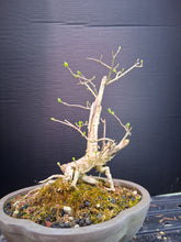 Load image into Gallery viewer, Privet Bonsai- exact tree
