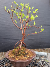 Load image into Gallery viewer, Amur Flame Maple- exact tree
