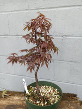 Load image into Gallery viewer, Japanese Maple pre-bonsai in 8&#39; bulb pan
