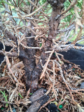 Load image into Gallery viewer, Shimpaku juniper pre-bonsai 1 gallon
