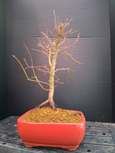 Load image into Gallery viewer, Japanese Maple Bonsai in 8" ceramic pot- exact tree
