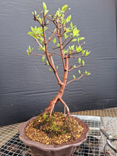 Load image into Gallery viewer, Amur Flame Maple- exact tree
