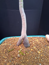 Load image into Gallery viewer, Japanese Maple Bonsai
