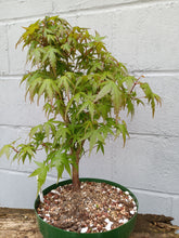 Load image into Gallery viewer, Japanese Maple pre-bonsai in 8&#39; bulb pan
