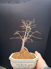 Load image into Gallery viewer, Zelkova Bonsai - exact tree
