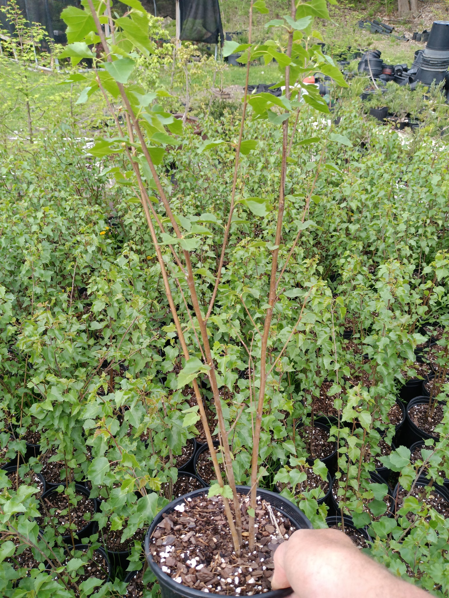 paper birch bonsai tree European white birch tree – Lucky Bonsai