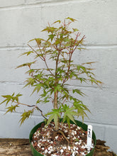 Load image into Gallery viewer, Japanese Maple pre-bonsai in 8&#39; bulb pan
