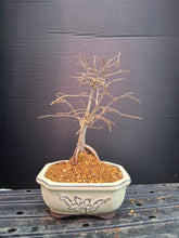 Load image into Gallery viewer, Zelkova Bonsai - exact tree
