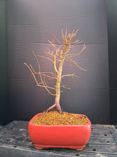 Load image into Gallery viewer, Japanese Maple Bonsai in 8" ceramic pot- exact tree
