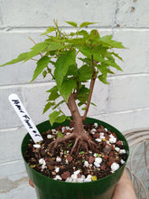 Load image into Gallery viewer, Amur Flame Maple pre bonsai Acer ginnala &#39;Flame&#39;

