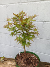 Load image into Gallery viewer, Japanese Maple pre-bonsai in 8&#39; bulb pan
