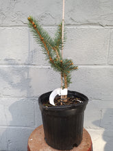 Load image into Gallery viewer, Fat Albert Blue Spruce
