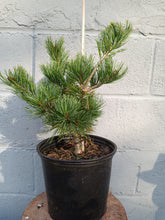 Load image into Gallery viewer, Baldwin Japanese White Pine
