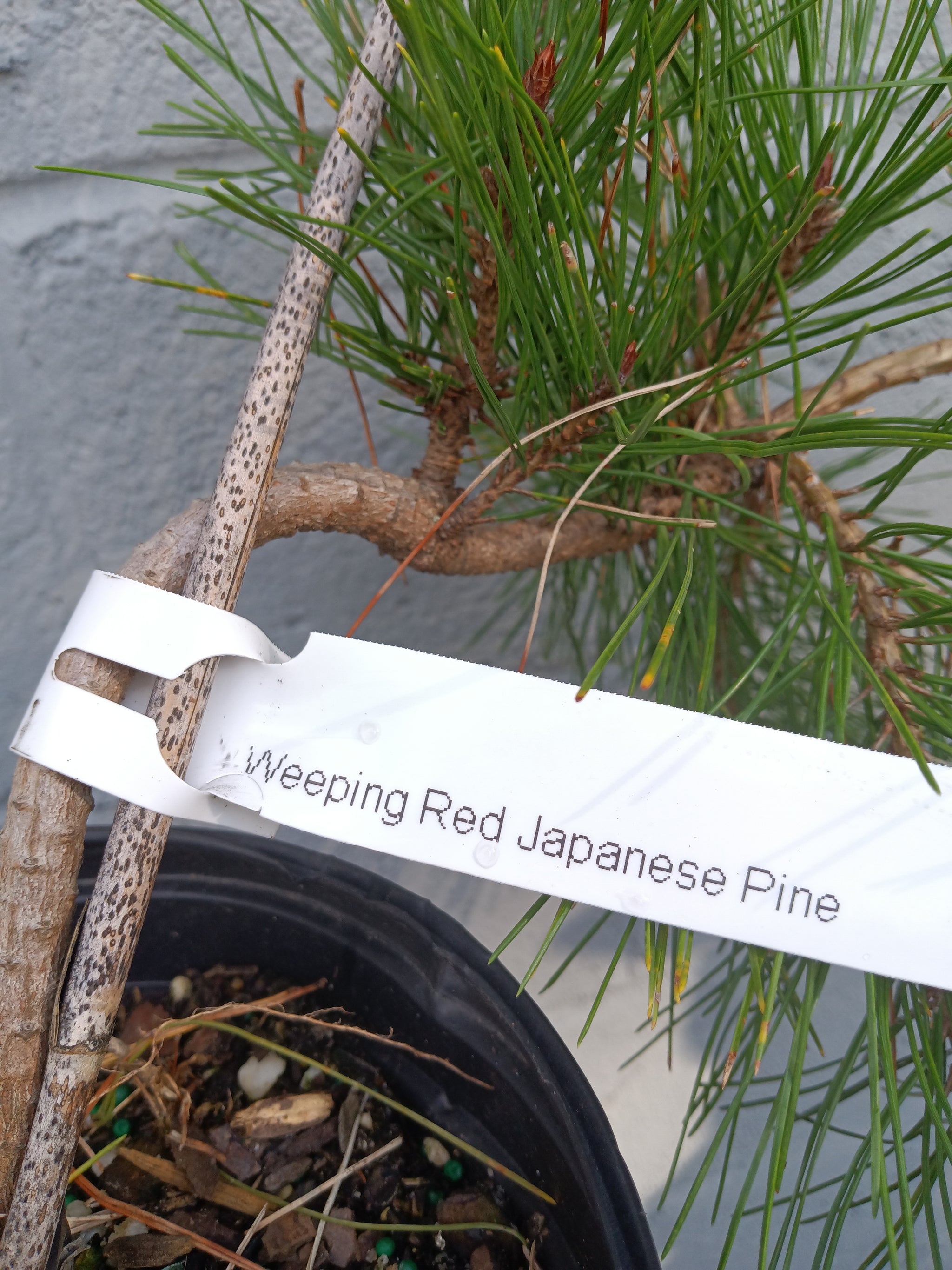 japanese red pine bonsai tree Weeping Japanese Red Pine – Lucky Bonsai