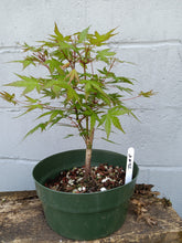 Load image into Gallery viewer, Japanese Maple pre-bonsai in 8&#39; bulb pan
