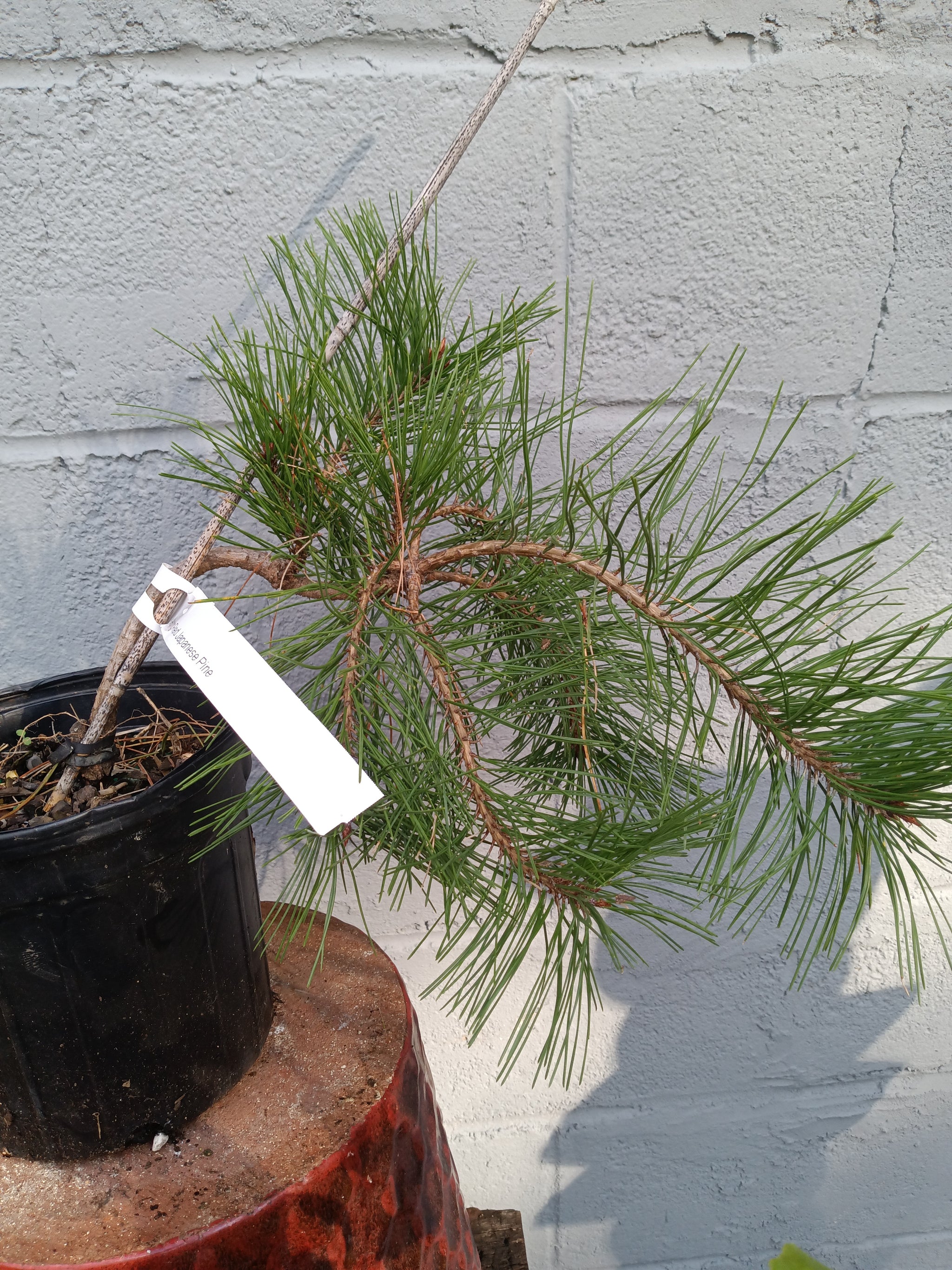 japanese red pine bonsai tree Weeping Japanese Red Pine – Lucky Bonsai