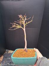 Load image into Gallery viewer, Japanese Maple Bonsai
