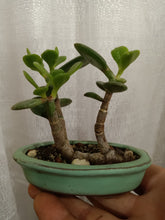 Load image into Gallery viewer, Raft style jade bonsai in mini 4.3&quot; pot
