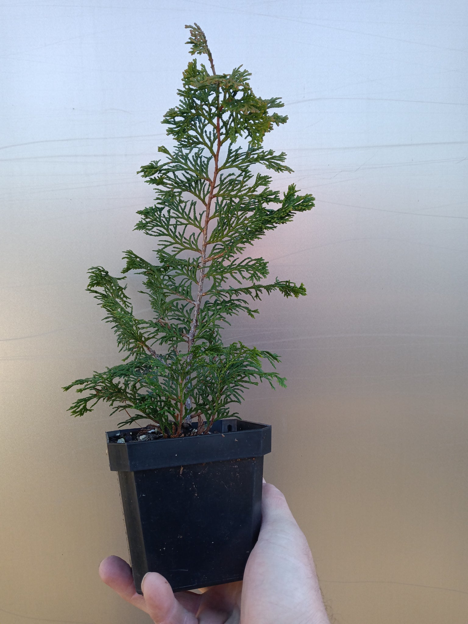 hinoki cypress bonsai tree Hinoki Cypress "Wells Special" – Lucky Bonsai