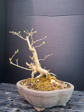 Load image into Gallery viewer, Privet Bonsai- exact tree
