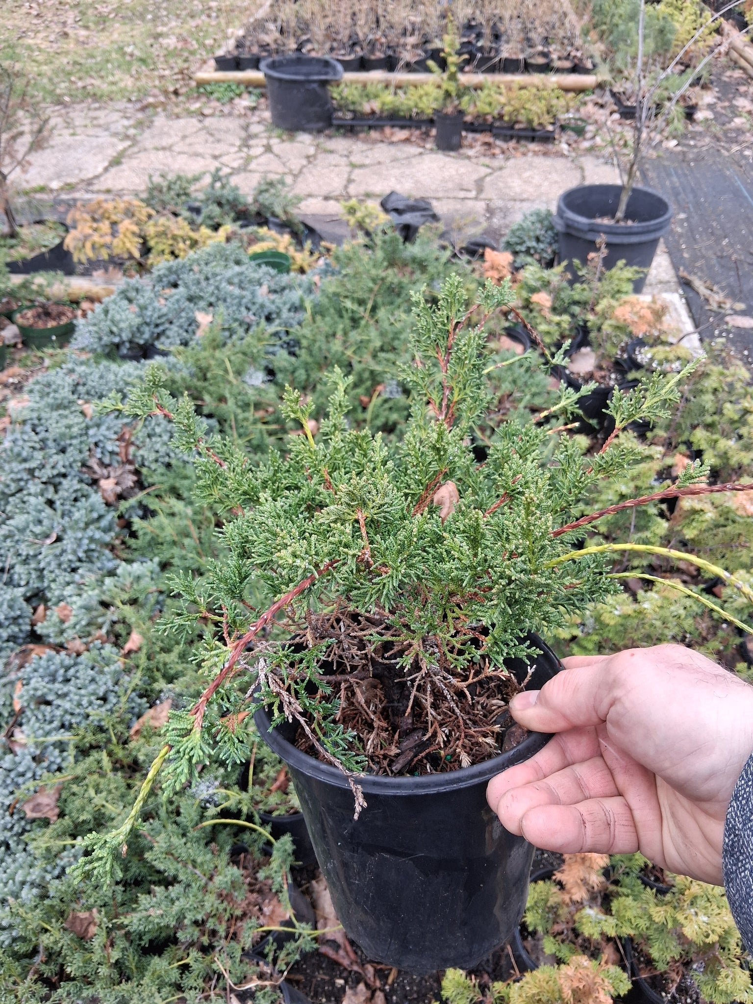 shimpaku juniper bonsai tree for sale Shimpaku Juniper Bonsai Tree Starter Pre-Bonsai - Juniperus chinensis 'shimpaku'