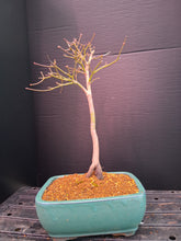 Load image into Gallery viewer, Japanese Maple Bonsai
