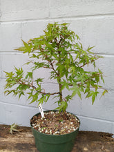 Load image into Gallery viewer, Japanese Maple pre-bonsai in 8&#39; bulb pan
