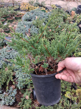 Load image into Gallery viewer, Shimpaku juniper pre-bonsai 1 gallon
