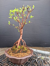 Load image into Gallery viewer, Amur Flame Maple- exact tree
