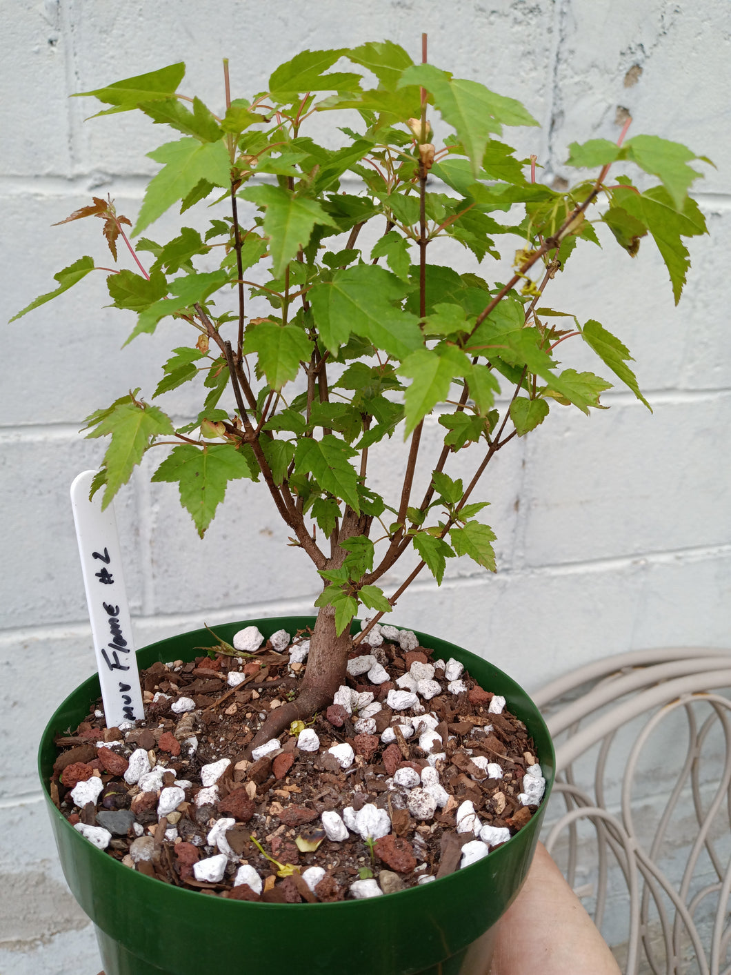 Amur Flame Maple pre bonsai Acer ginnala 'Flame'