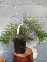 Load image into Gallery viewer, Weeping Japanese Red Pine
