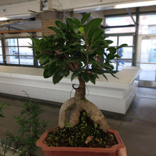 Load image into Gallery viewer, Ginseng Ficus in plastic pot
