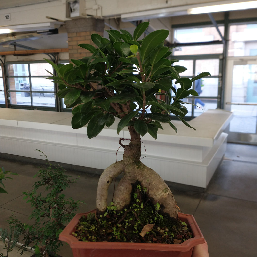 Ginseng Ficus in plastic pot