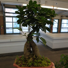 Load image into Gallery viewer, Ginseng Ficus in plastic pot

