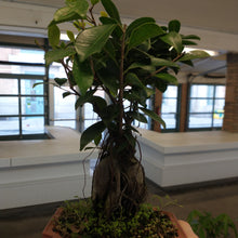 Load image into Gallery viewer, Ginseng Ficus in plastic pot
