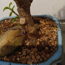 Load image into Gallery viewer, Elephant jade bonsai
