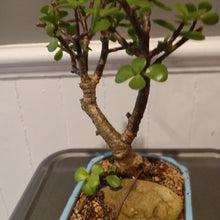 Load image into Gallery viewer, Elephant jade bonsai
