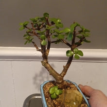 Load image into Gallery viewer, Elephant jade bonsai
