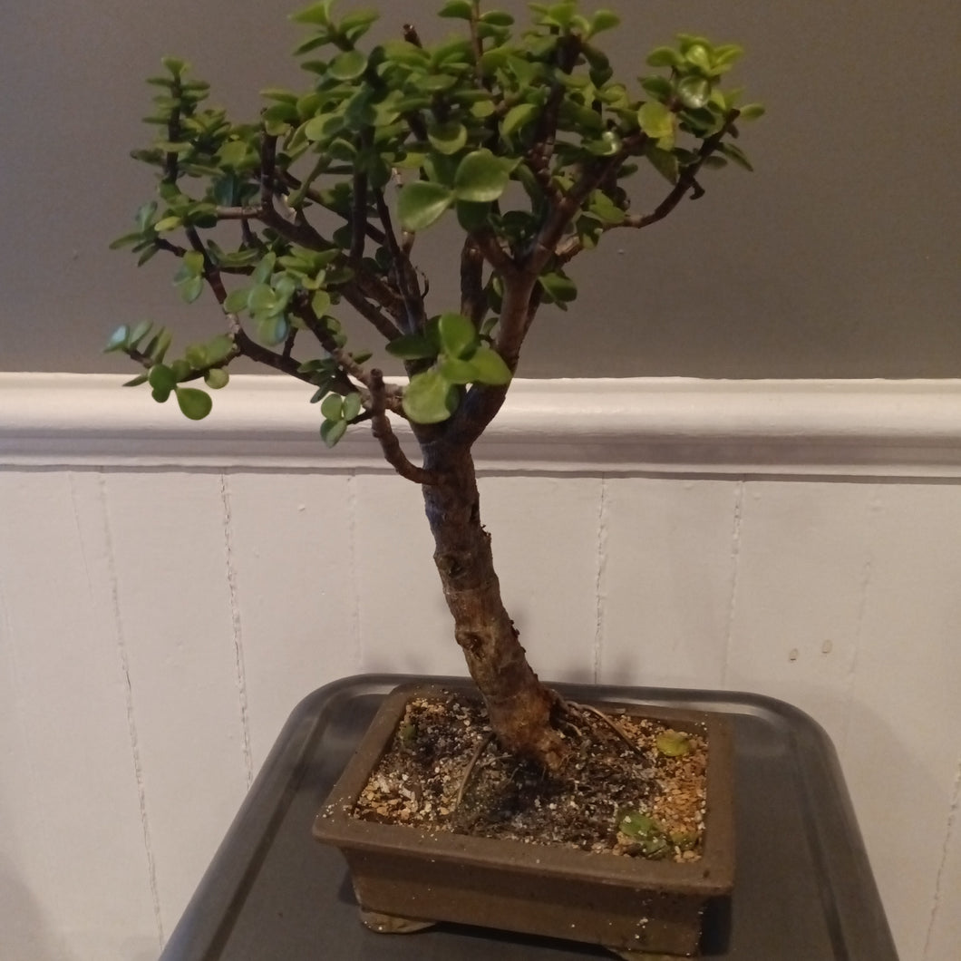 Elephant jade bonsai