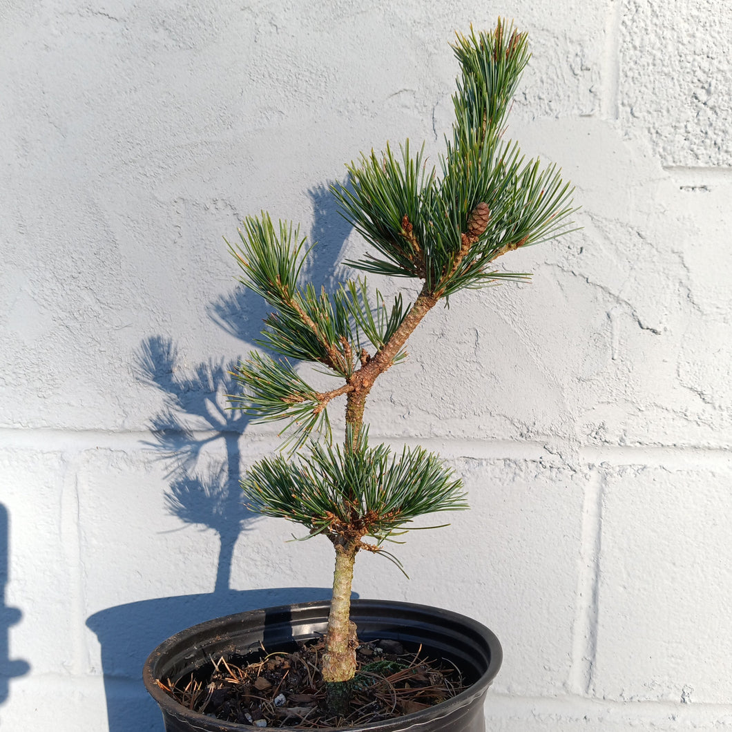 Pinus parviflora 'Fuku zu mi'