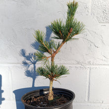 Load image into Gallery viewer, Pinus parviflora &#39;Fuku zu mi&#39;
